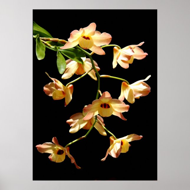 Wild Orchids Poster (Front)