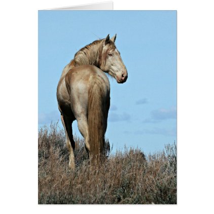 Wild Oregon Mustang Stallion Greeting Card