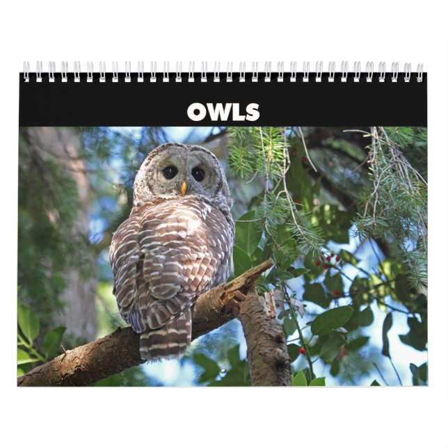 Wild Owls Calendar (Cover)