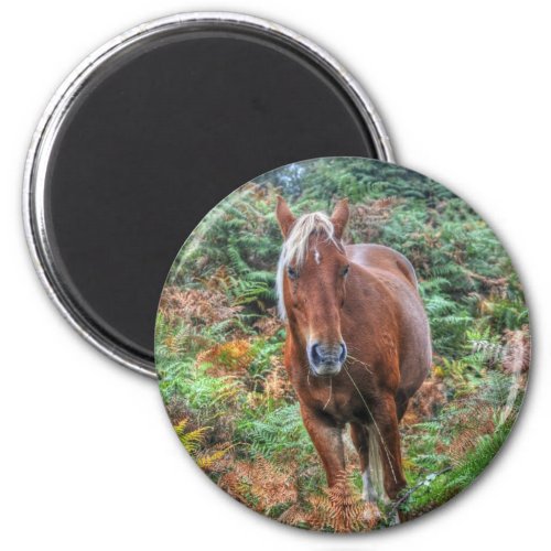 Wild Palomino New Forest Pony  Bracken _ England Magnet