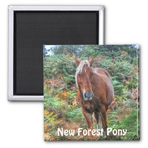 Wild Palomino New Forest Pony  Bracken _ England Magnet