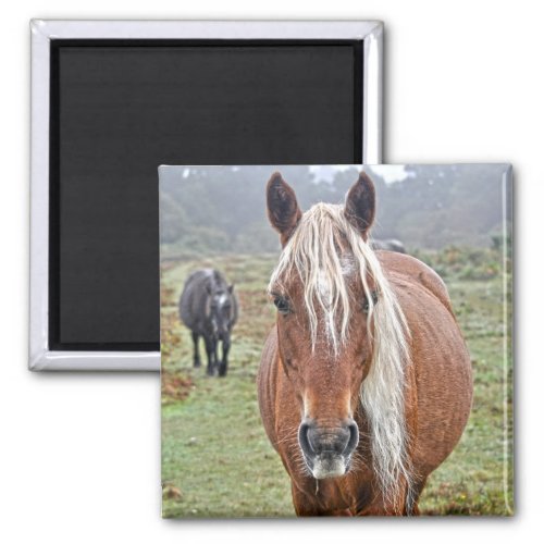 Wild Palomino New Forest Pony Horse_lovers Gift Magnet