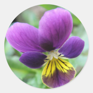 Wild Pansy Sticker