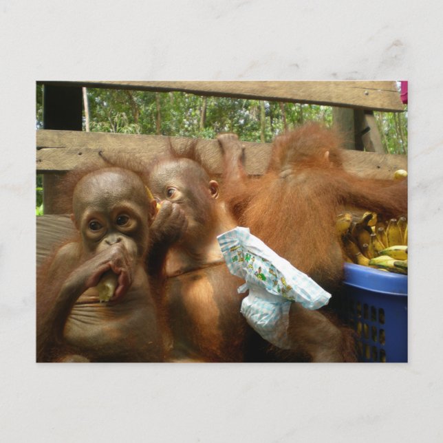 Wild Panty Raid Postcard (Front)