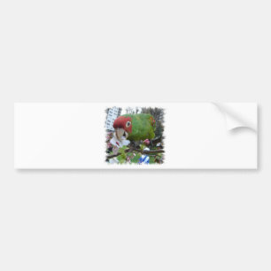 Wild parrot bumper sticker