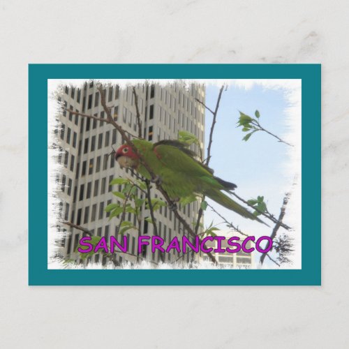 Wild Parrot Postcard