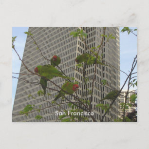 Wild Parrots of Telegraph Hill Postcard