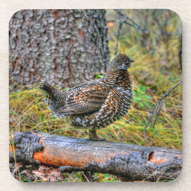 Wild Partridge & Forest Floor Game Bird Photo Drink Coaster (Front)