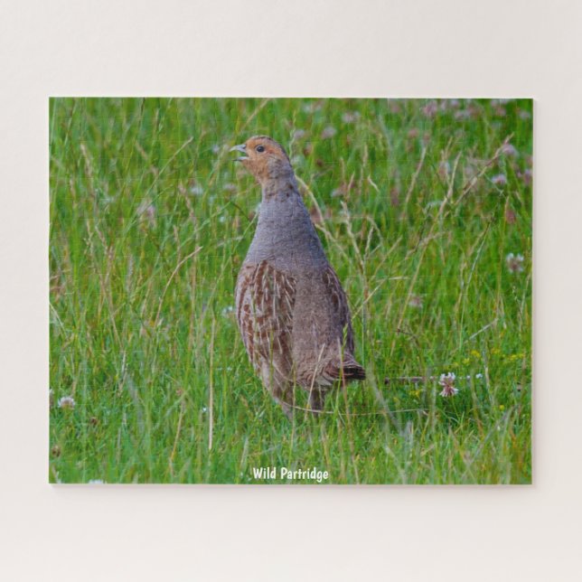 Wild Partridge Jigsaw Puzzle (Horizontal)