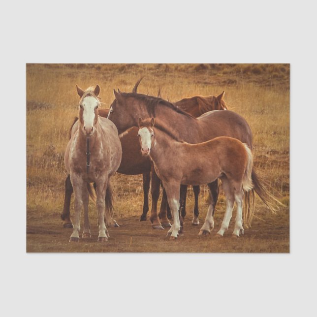 Wild Patagonia's Spirit Photography Tissue Paper (Front)