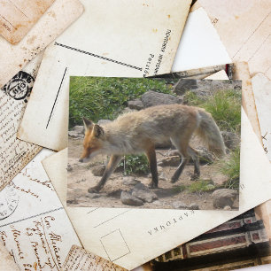 Wild Pause: Fox in the Morning Light Postcard