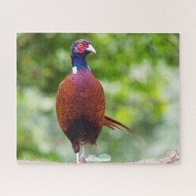 Wild  Pheasant Jigsaw Puzzle (Horizontal)