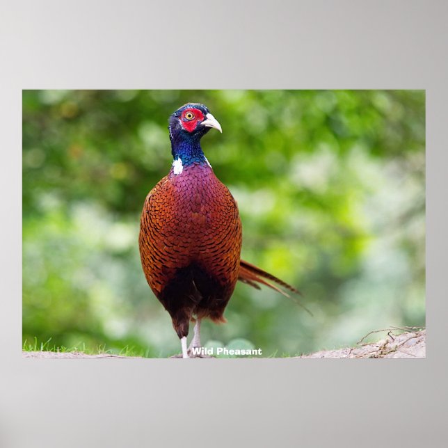 Wild Pheasants Poster (Front)