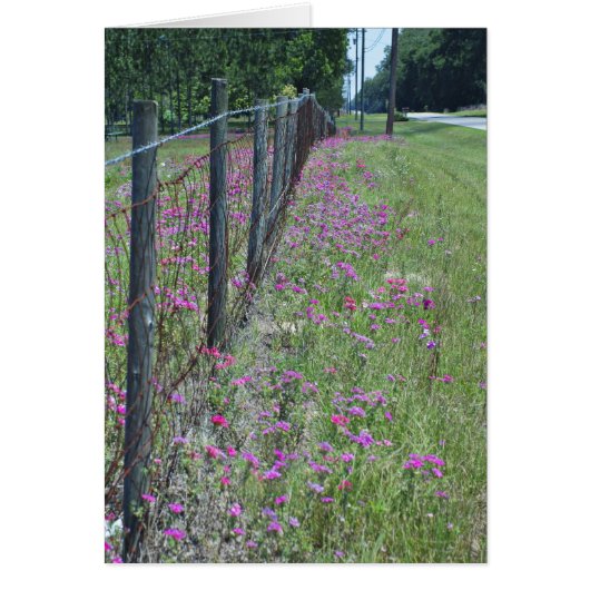 Wild Phlox Card (Front)