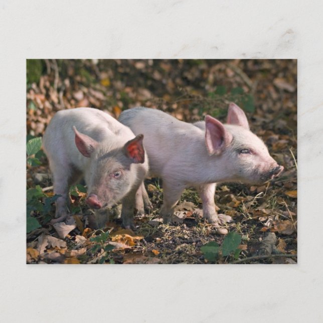 Wild Piglets Postcard (Front)