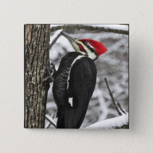 Wild Pileated Woodpecker Bird Button