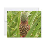 Wild Pineapple Tropical Fruit in Nature
