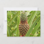 Wild Pineapple Tropical Fruit in Nature