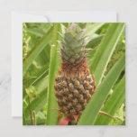 Wild Pineapple Tropical Fruit in Nature