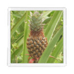 Wild Pineapple Tropical Fruit in Nature Acrylic Tray
