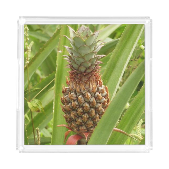 Wild Pineapple Tropical Fruit in Nature Acrylic Tray (Front)