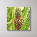 Wild Pineapple Tropical Fruit in Nature Canvas Print