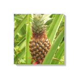 Wild Pineapple Tropical Fruit in Nature Canvas Print