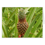 Wild Pineapple Tropical Fruit in Nature Card