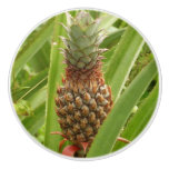 Wild Pineapple Tropical Fruit in Nature Ceramic Knob