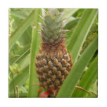 Wild Pineapple Tropical Fruit in Nature Ceramic Tile