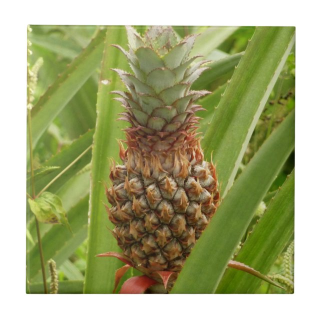 Wild Pineapple Tropical Fruit in Nature Ceramic Tile (Front)