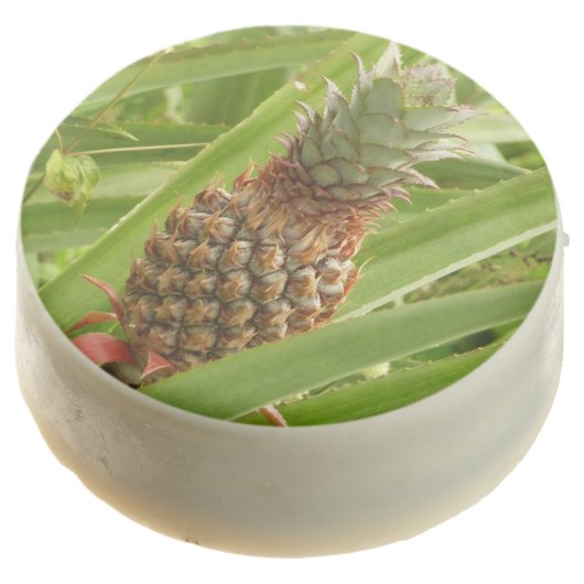 Wild Pineapple Tropical Fruit in Nature Chocolate Dipped Oreo (Angled)