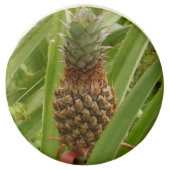 Wild Pineapple Tropical Fruit in Nature Chocolate Dipped Oreo (Front)