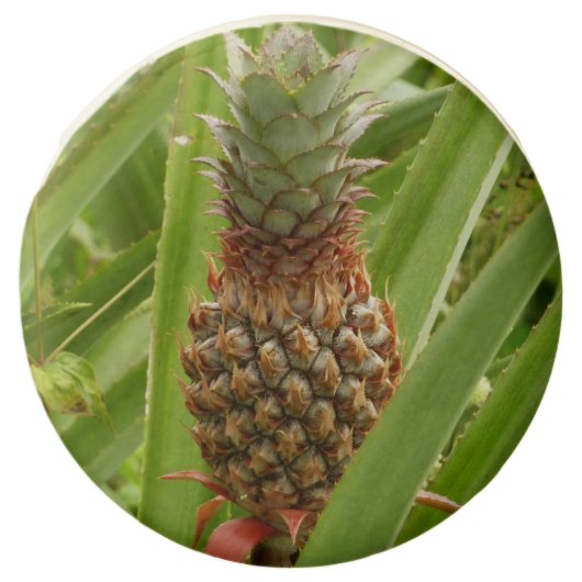 Wild Pineapple Tropical Fruit in Nature Chocolate Dipped Oreo (Front)