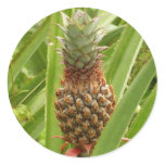 Wild Pineapple Tropical Fruit in Nature Classic Round Sticker