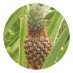 Wild Pineapple Tropical Fruit in Nature Classic Round Sticker