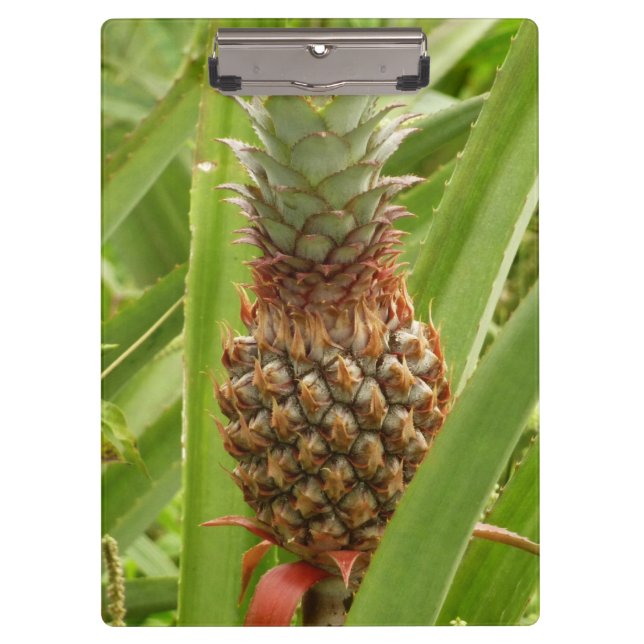 Wild Pineapple Tropical Fruit in Nature Clipboard (Front)