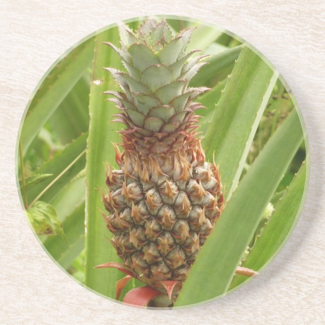 Wild Pineapple Tropical Fruit in Nature Drink Coaster (Front)