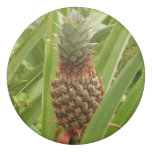 Wild Pineapple Tropical Fruit in Nature Eraser