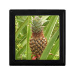 Wild Pineapple Tropical Fruit in Nature Gift Box