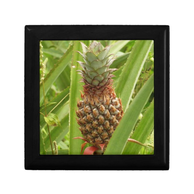 Wild Pineapple Tropical Fruit in Nature Gift Box (Front)