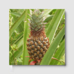 Wild Pineapple Tropical Fruit in Nature Guest Book