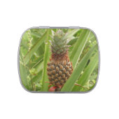Wild Pineapple Tropical Fruit in Nature Jelly Belly Tin (Top)