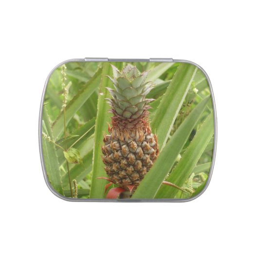 Wild Pineapple Tropical Fruit in Nature Jelly Belly Tin (Top)