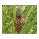 Wild Pineapple Tropical Fruit in Nature Jigsaw Puzzle