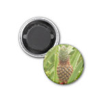 Wild Pineapple Tropical Fruit in Nature Magnet