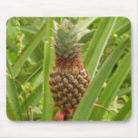 Wild Pineapple Tropical Fruit in Nature Mouse Pad
