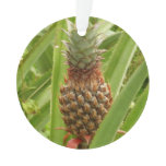 Wild Pineapple Tropical Fruit in Nature Ornament