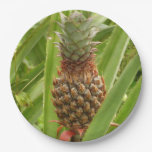 Wild Pineapple Tropical Fruit in Nature Paper Plate
