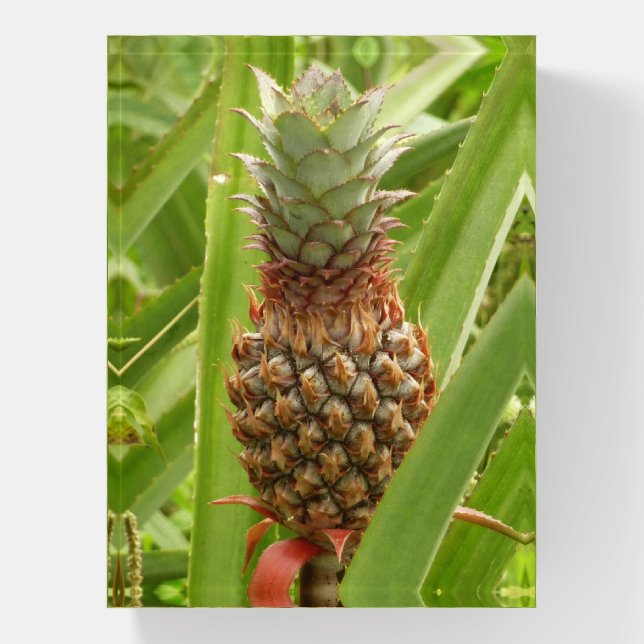 Wild Pineapple Tropical Fruit in Nature Paperweight (Vertical)